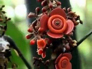 sirf daikhna shart hy share aap khud karo gy.گارنٹی سے ایسی ویڈیو آپ نے پہلے نہیں دیکھی ھوگی.اللّٰہ کی قدرت کے نظارے.سبح