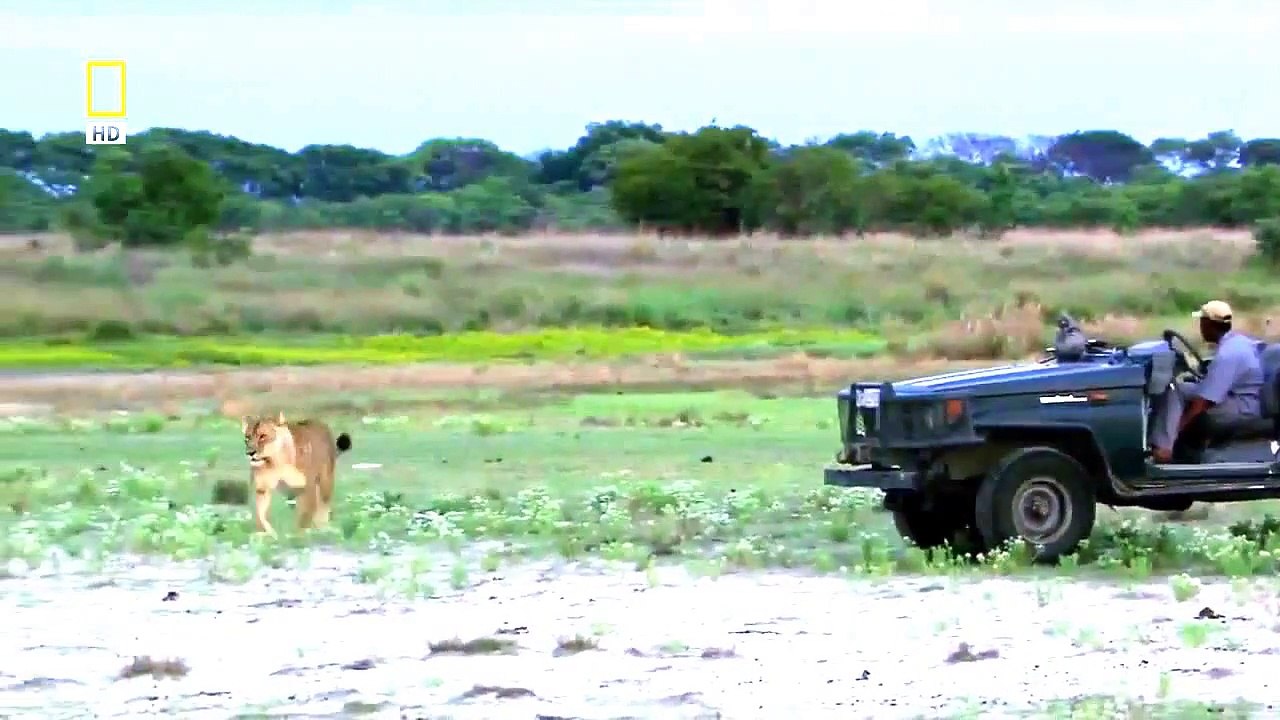 Last Lioness - Birth of a Pride HD - Wild Life Documentary