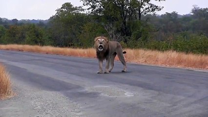 Lonely lion roars for his pride on a South African road