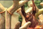 Orangutans Going Ape at Brookfield Zoo