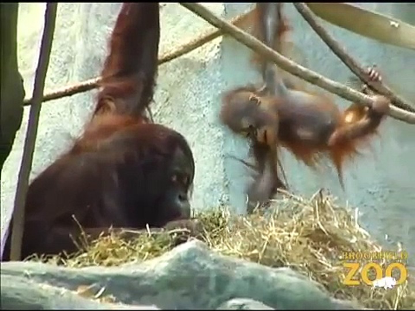 International Orangutan Awareness Weekend at Brookfield Zoo