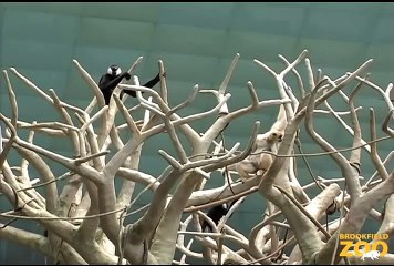 Duet of  Singing  Gibbons at Brookfield Zoo