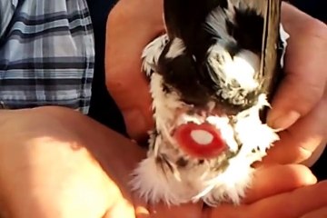 GÜVERCİNİN YUMURTLAMA ANI