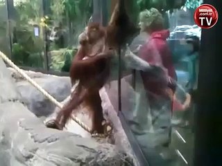 Maymunla maymun olan kadın