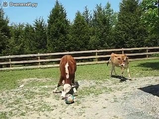 Бык пытается почесать рога