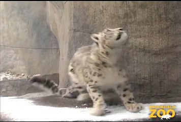 Young Cats Enjoy the Snow at Brookfield Zoo