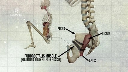 Islamic Way to Sit on the Toilet ll must must watch