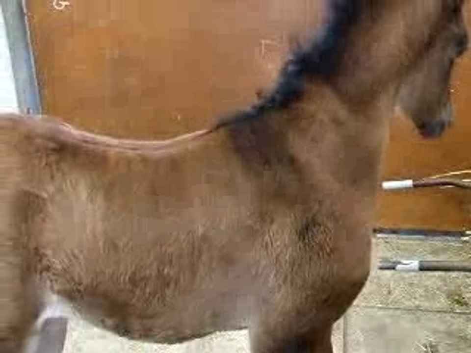 Poulain 1