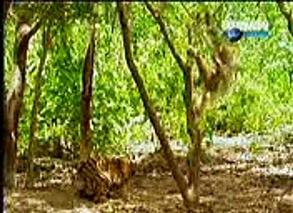 MONKEY & TIGER FUNNY VIDEO