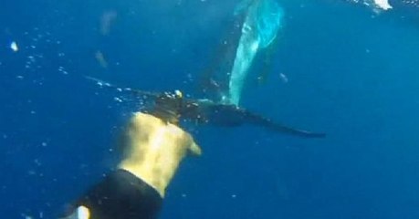 Yaralı balinanın kurtarılma anı kamerada