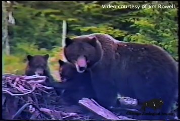 Grizzly Bears at Brookfield Zoo Celebrate 20th Birthday