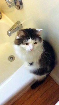 Un chat avec des pattes molles filmé au ralenti. Trop mignon