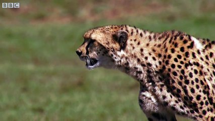 Cheetah reaches top speed of 55mph to catch its prey - The Hunt: Episode 5 preview - BBC One