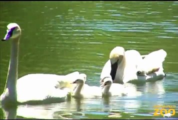 Trumpeter Swan Chicks Hatch at Brookfield Zoo