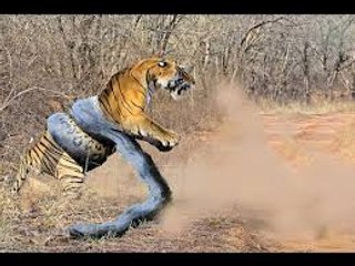 Giant ANACONDA attacks TIGER - Animal Fight Python vs Tiger vs Jaguar Real Fight