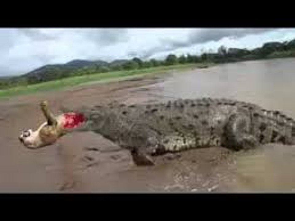 Lion vs Giant Crocodile - Real Fight - OMG!!!