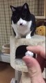 Cat Falls Off Scratching Post-kirancollections