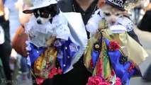 Cats and Dogs Wearing Halloween Costumes Funny and Cute Animal Compilation
