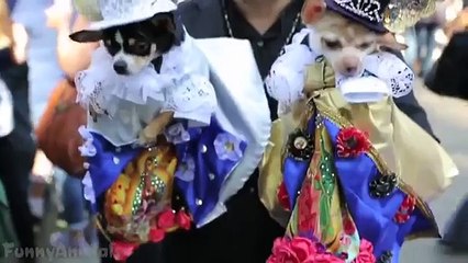 Cats and Dogs Wearing Halloween Costumes Funny and Cute Animal Compilation
