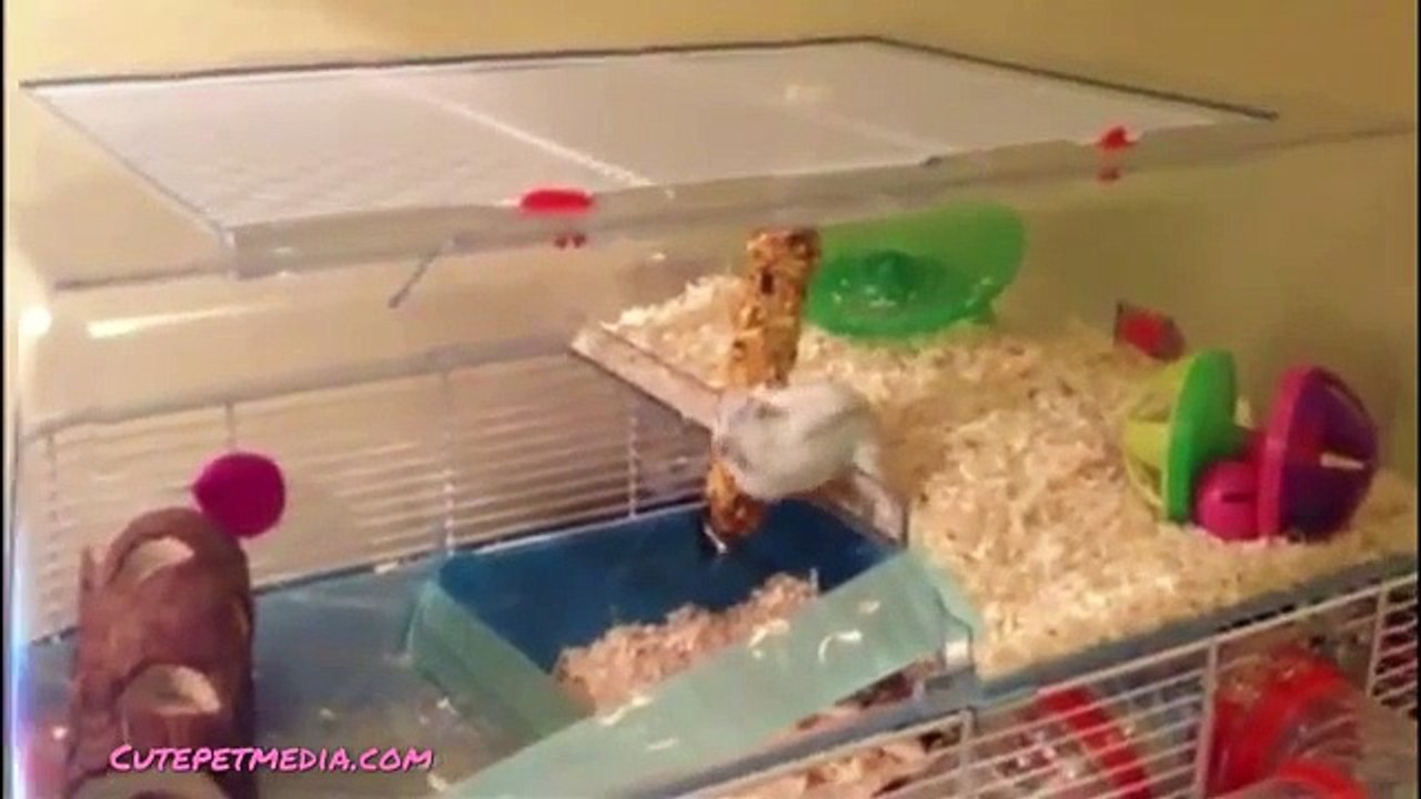 Funny Pet Fail Compilation 2014