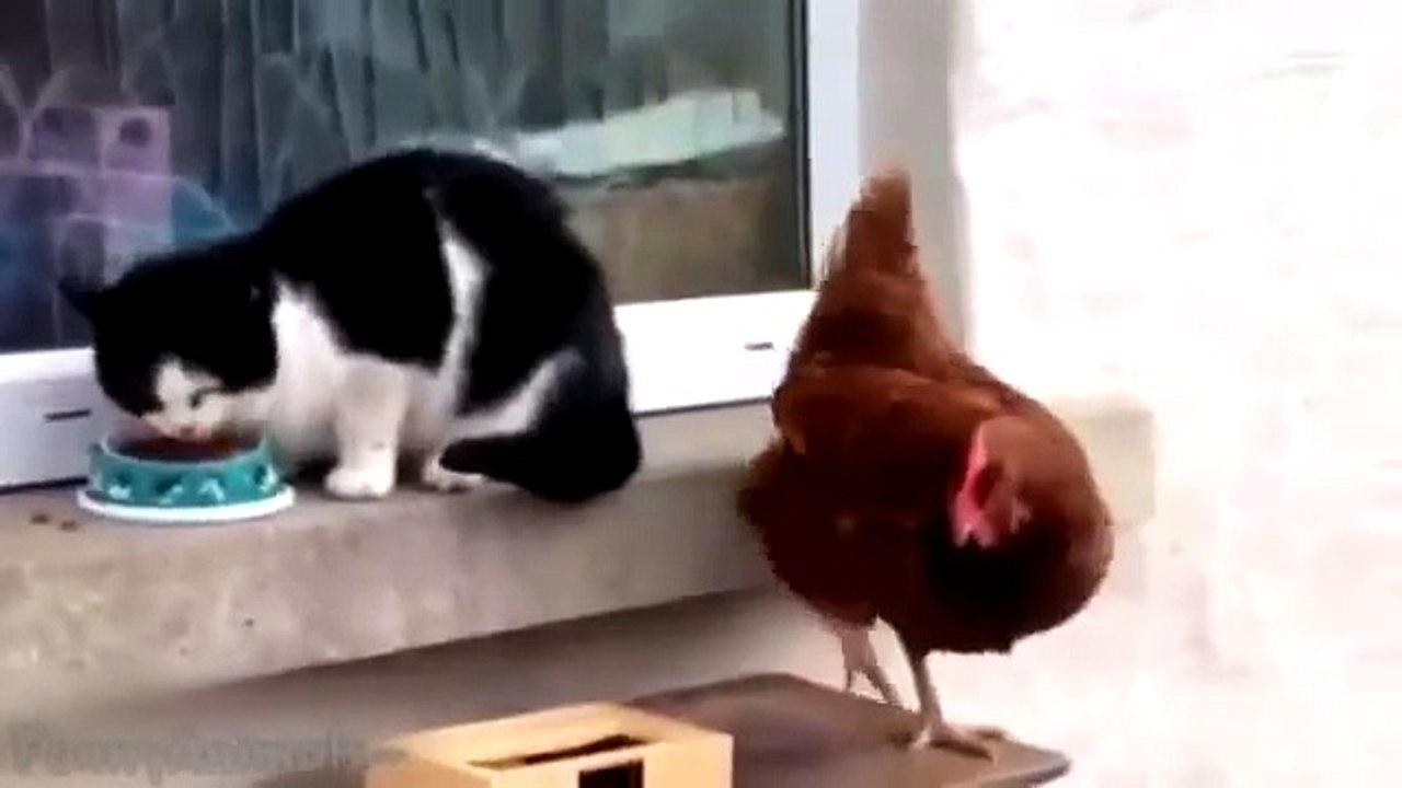 Animal Fight Over Food Bowls amp Dishes Funny Animal Compilation