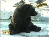 Summer Fun  Brown Bears at Brookfield Zoo