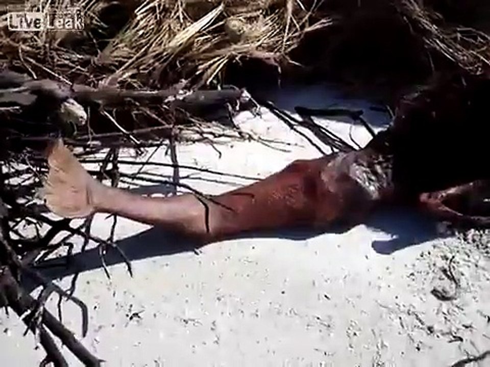 Real Mermaid Found Dead On Beach After Hurricane - Clear Video