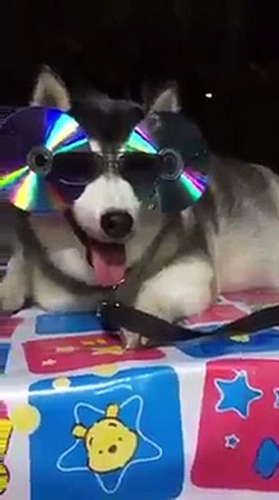 Video funny - Dog transfiguration
