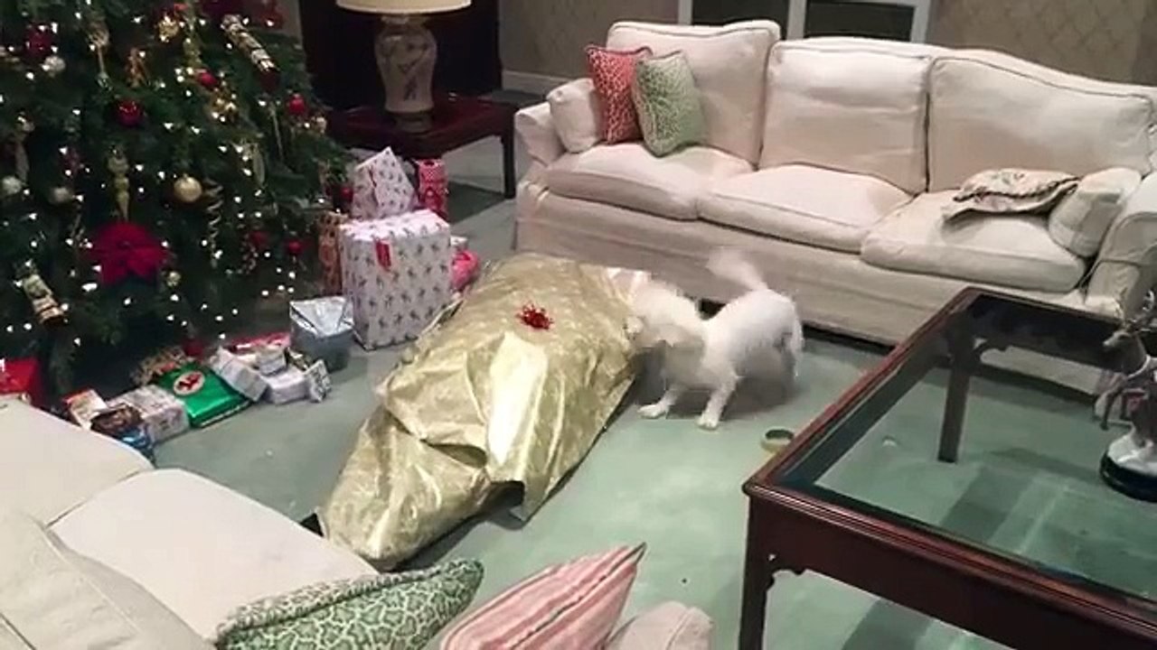 Quand un chien déballe son cadeau de Noël