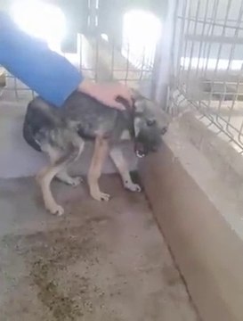 Un chien maltraité se fait caressé pour la première fois