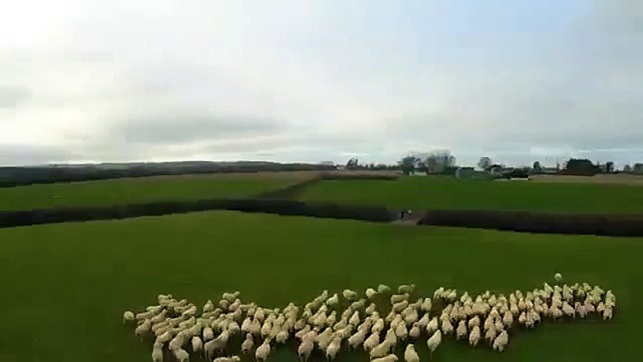 Shepherd leads  sheep with drone