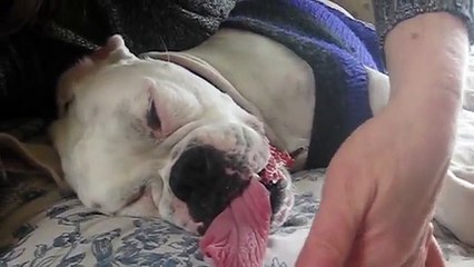 Awesome Animal Tongues Compilation
