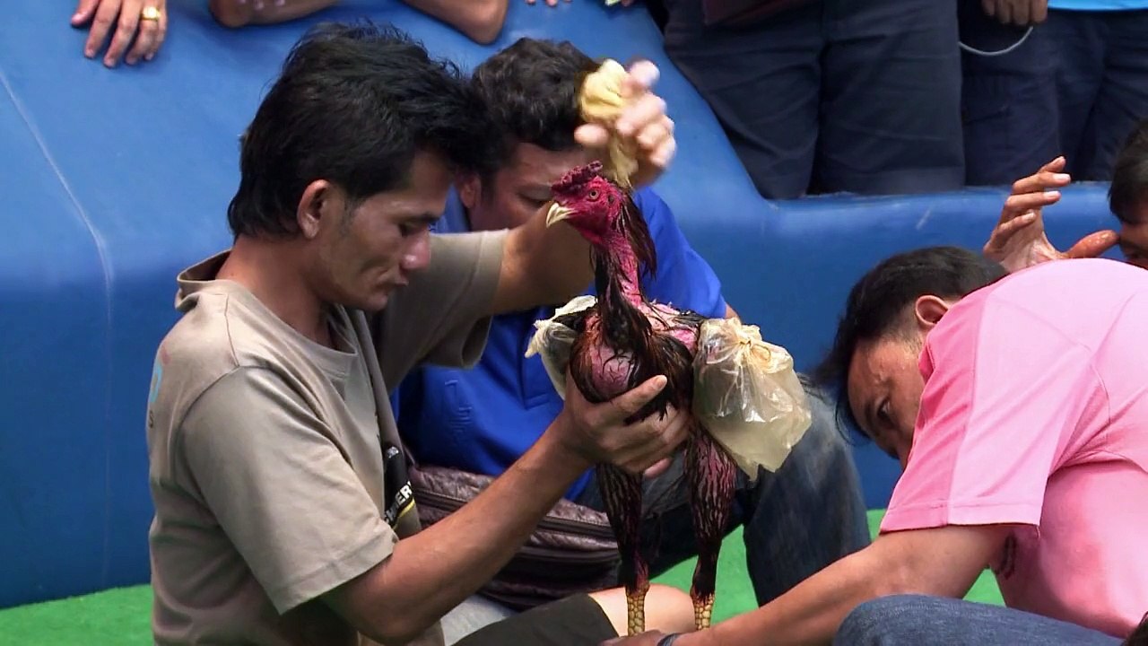 Blutige hahnenkämpfe begeistern thailänder