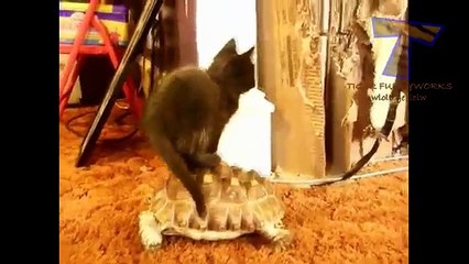 Funny animals riding turtles Animal compilation