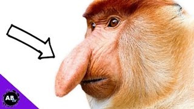 Monkey With A Penis Nose : 5 Weird Animal Facts - Ep. 34 : AnimalBytesTV