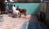 cow shot FUNNY CLIPS best FUNNY CLIPS 2016 FUNNY CLIPS so funny FUNNY CLIPS latest FUNNY CLIPS very funny FUNNY CLIPS bo