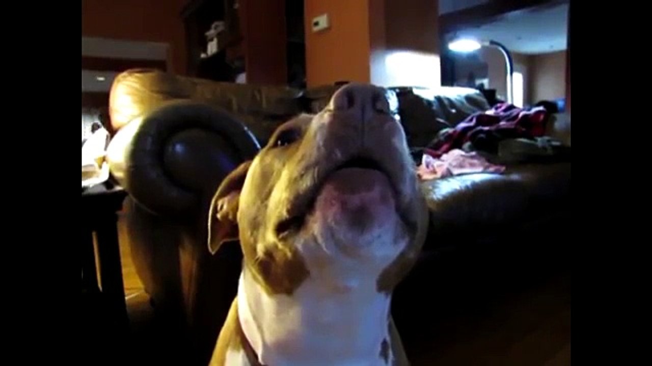 Funny Talking Animals Compilation Talking Dogs Funny