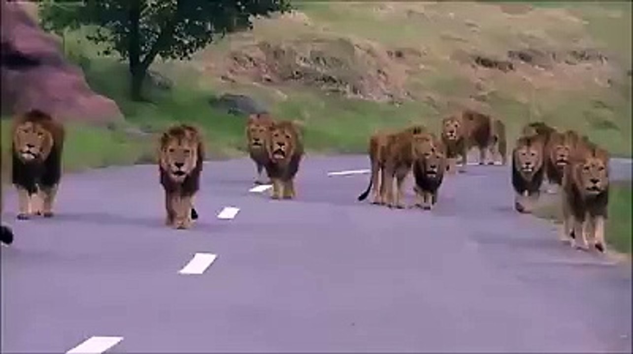 lions walk on road very beautiful video