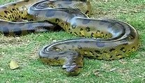 BIGGEST SNAKE IN THE WORLD LARGEST SNAKE EVER FOUND GIANT ANACONDA PYTHON Dailymotion video