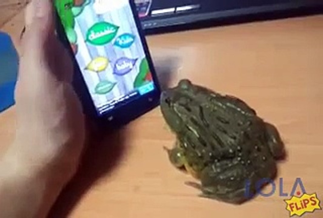 Frog Catches Bugs on Phone Screen