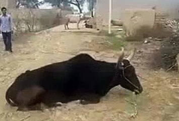 Kya jump mara hay bhai sahib nay zara ghor farmay urdu and punjabi funny video