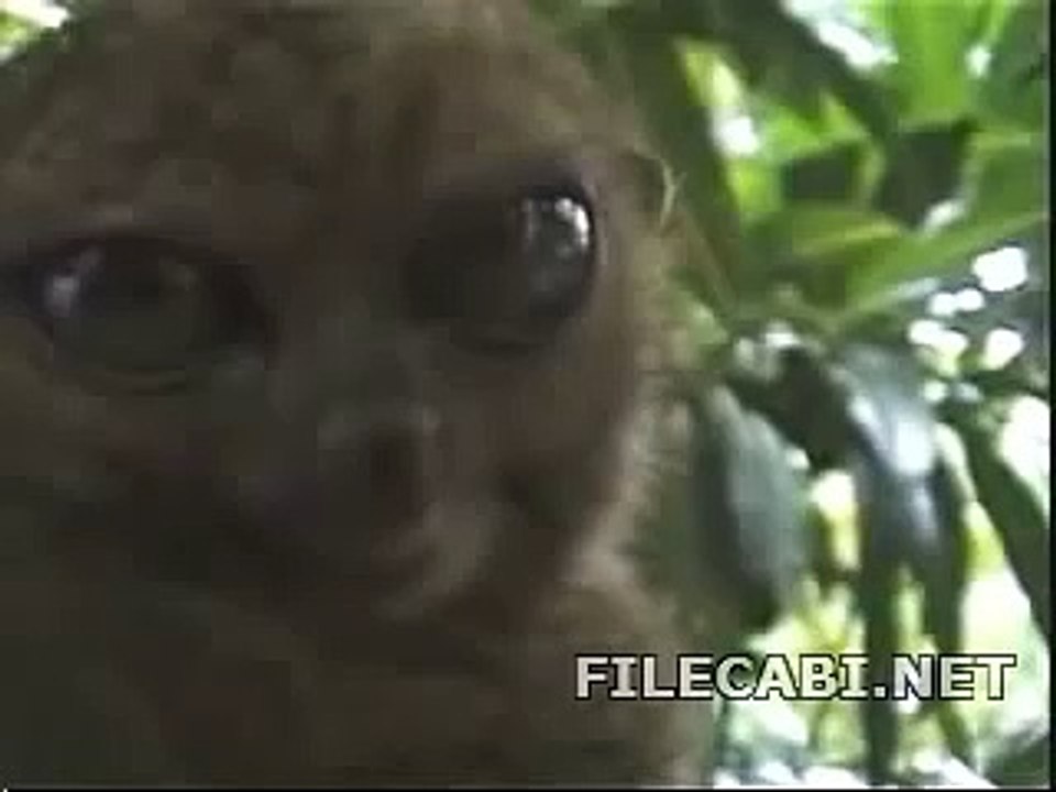 funny animal with big eyes D
