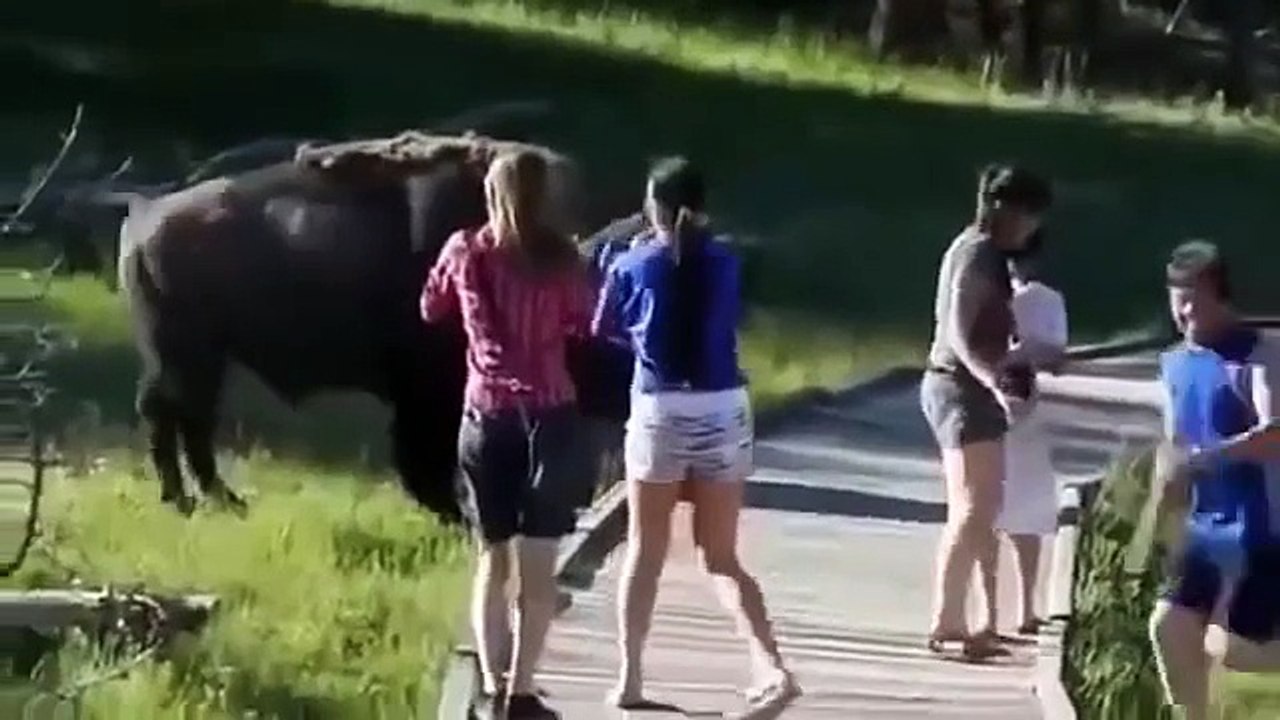 Best Funny Animals Doing Stupid Things HD