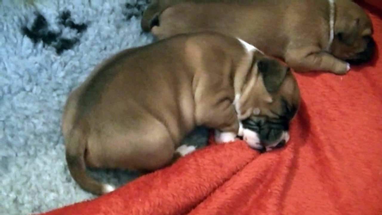 27ème vidéo Les chiots de STAFFORDLAND font de gros câlins  à maman