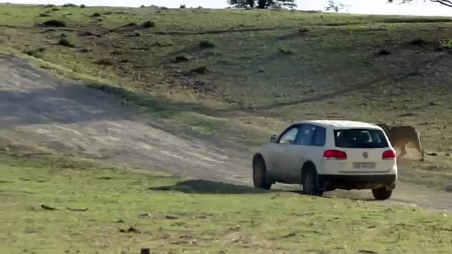 Funny Animal attacks on Humans Lions Attack a Car