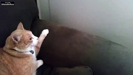 Face à face entre deux chats