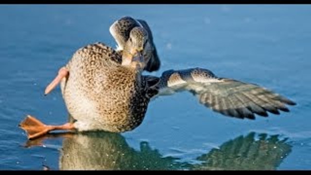 Animales divertidos resbalones y caídas en el hielo - Animal falla Compilación 20150 [HD