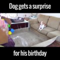 Un chien reçoit un super cadeau d'anniversaire !