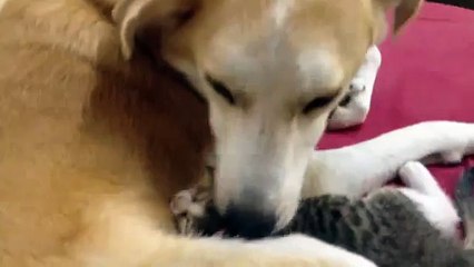 funy videos....... dog loves the kitten