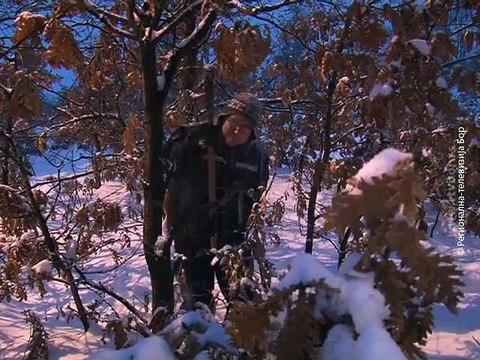 Sečenje badnjaka u cik zore u Boru, 06. januar 2016. (RTV Bor)